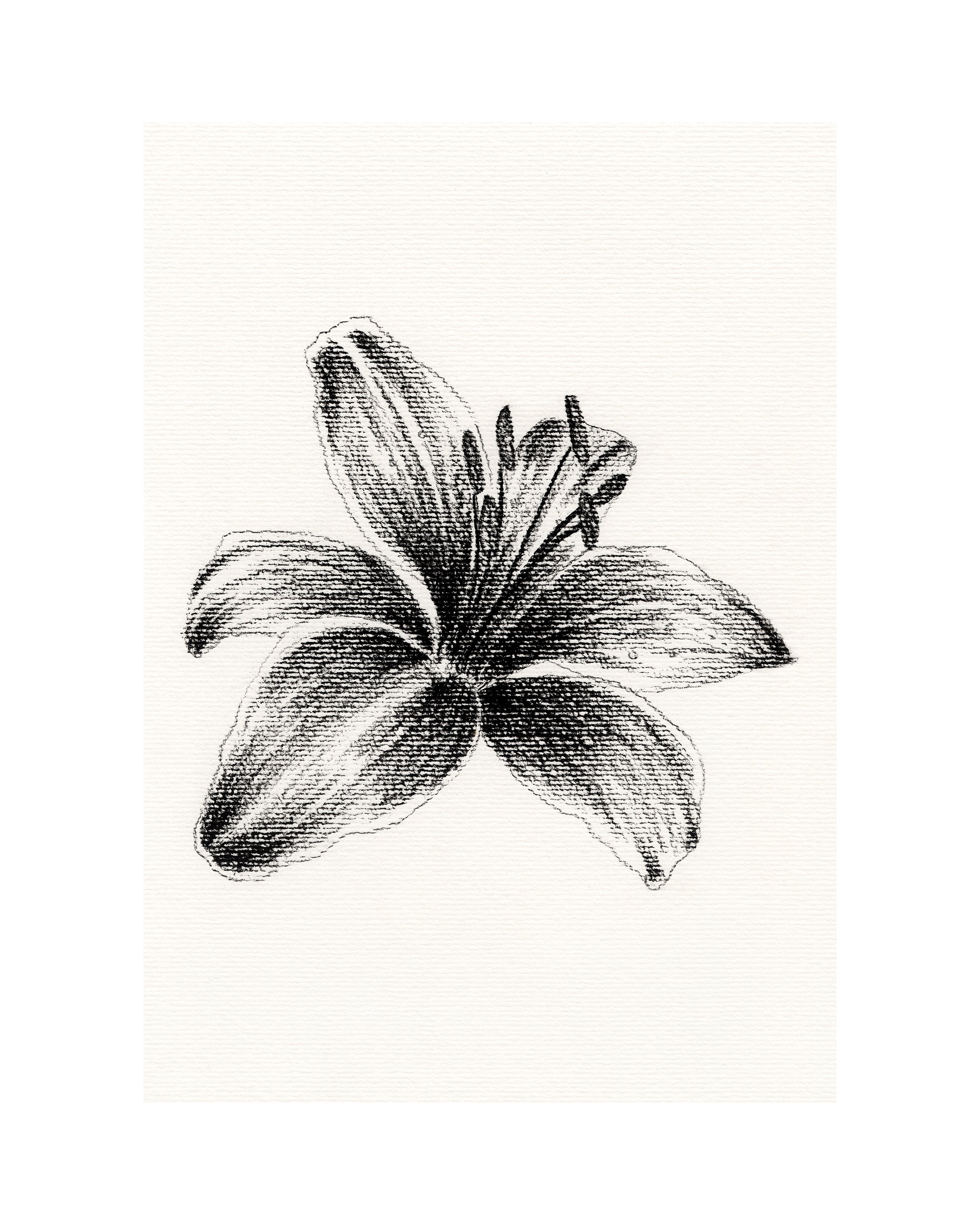 “Lilium bulbiferum”